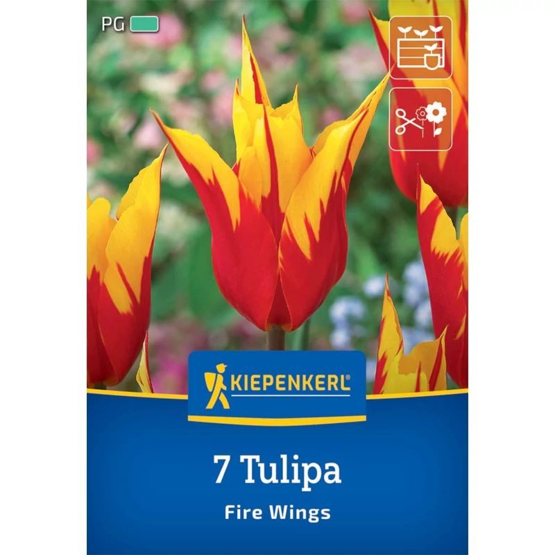 kiepenkerl fire wings tulipán virághagymák