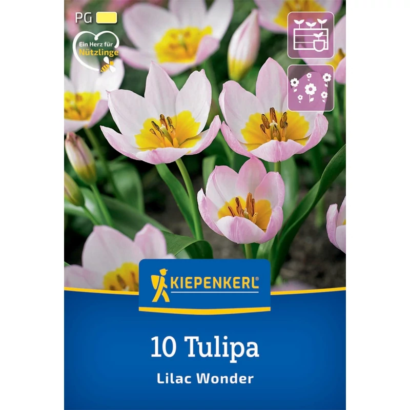 kiepenkerl lilac wonder botanikai tulipán virághagymák