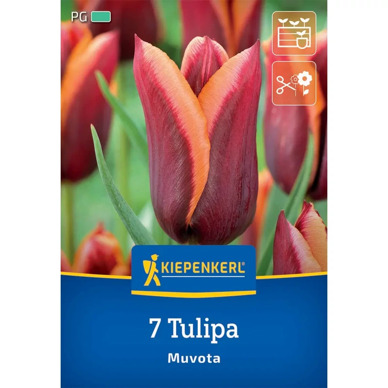 kiepenkerl muvota triumph tulipán virághagymák