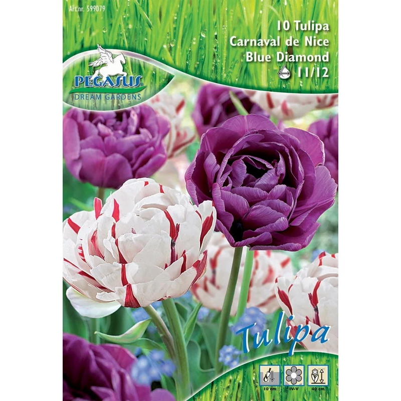 pegasus carnaval és blue diamond tulipán virághagymák