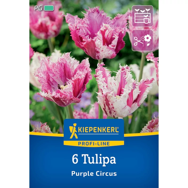 kiepenkerl tulipa purple circus tulipán virághagymák