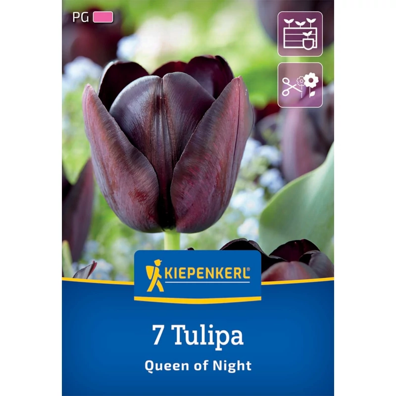 kiepenkerl queen of night tulipán virághagymák