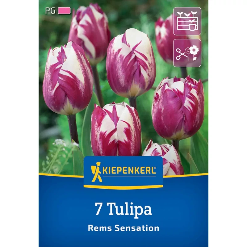 kiepenkerl rems sensation tulipán virághagymák