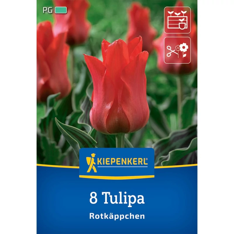 kiepenkerl rotkappchen tulipán virághagymák