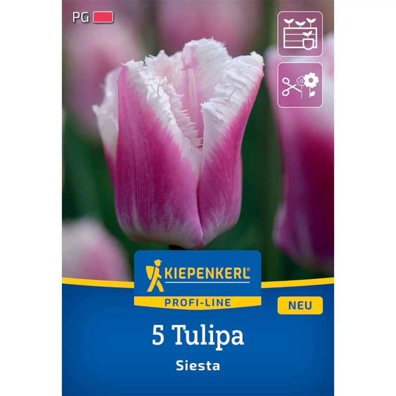 kiepenkerl siesta tulipán virághagymák