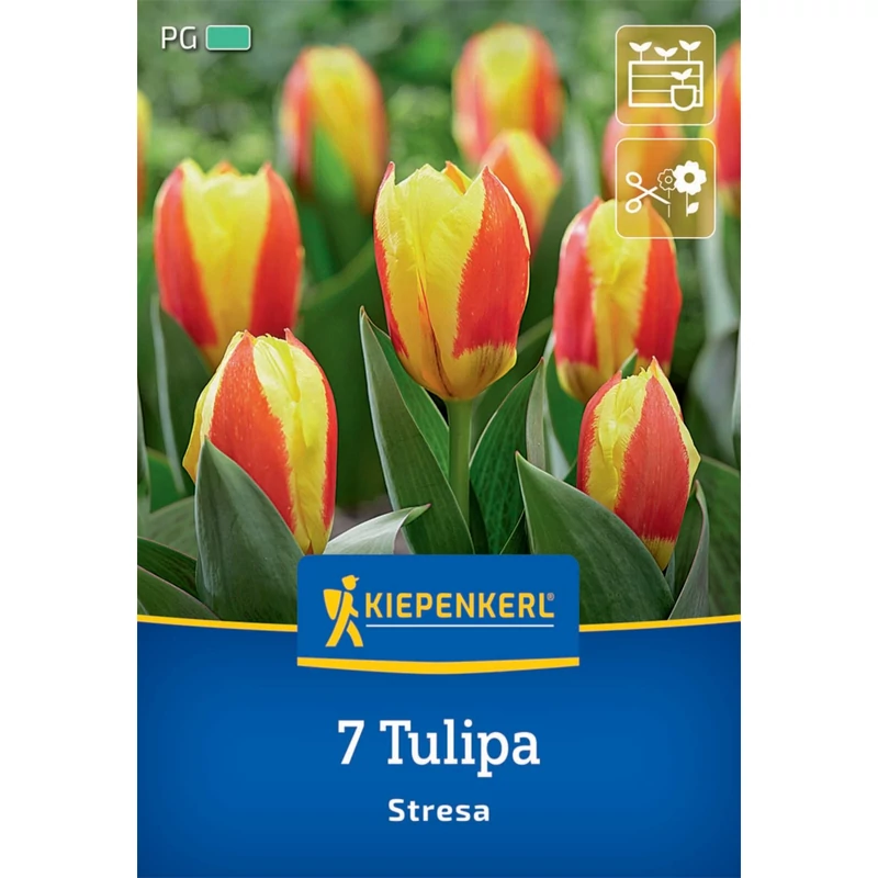 kiepenkerl stresa kaufmann tulipán virághagymák