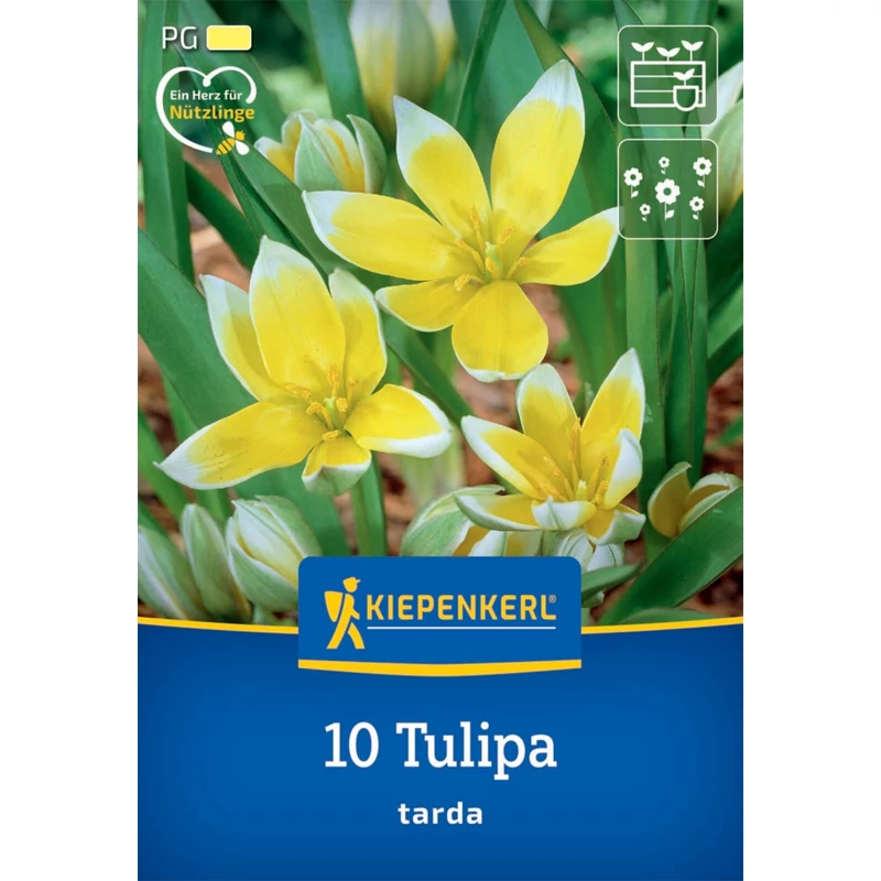 kiepenkerl tarda botanikai tulipán virághagyma