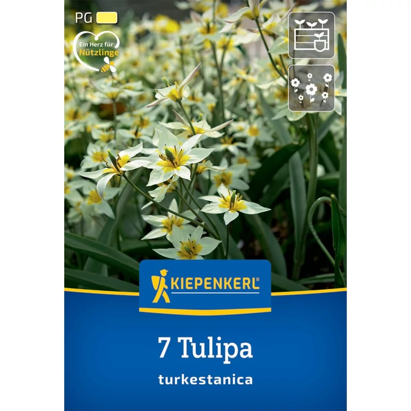 kiepenkerl turkestanica botanikai tulipán virághagymák
