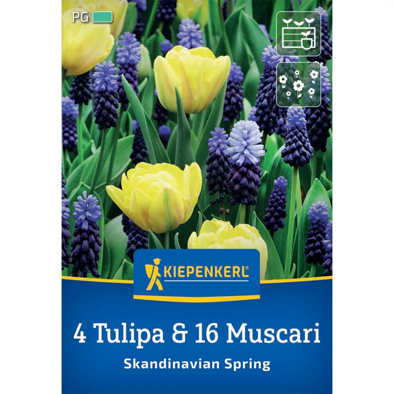 tulipán és gyöngyike virághagyma keverék