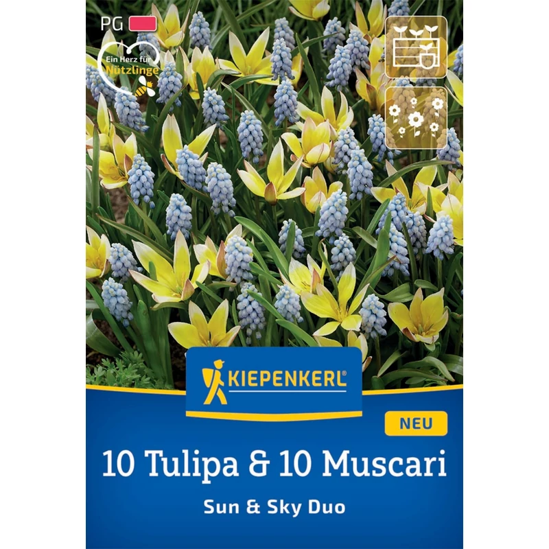 tulipán és gyöngyike virághagyma keverék