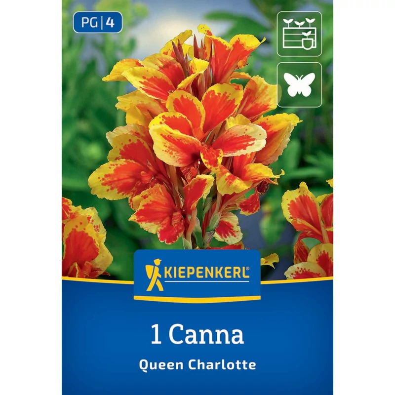 kiepenkerl queen charlotte törpe kánna gumó