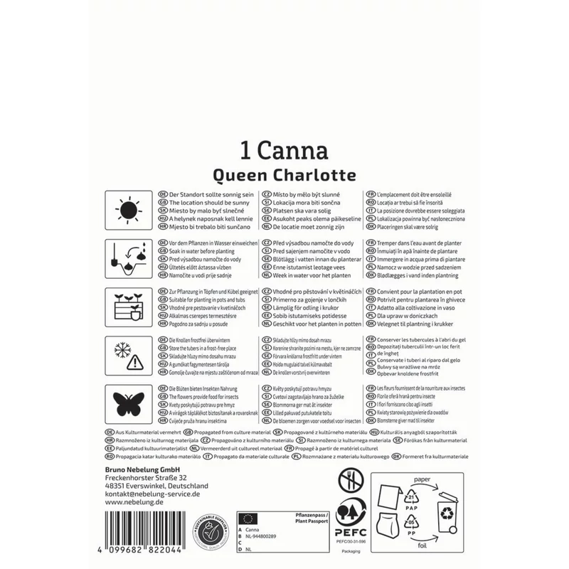 Kiepenkerl Queen Charlotte törpe kánna gumó
