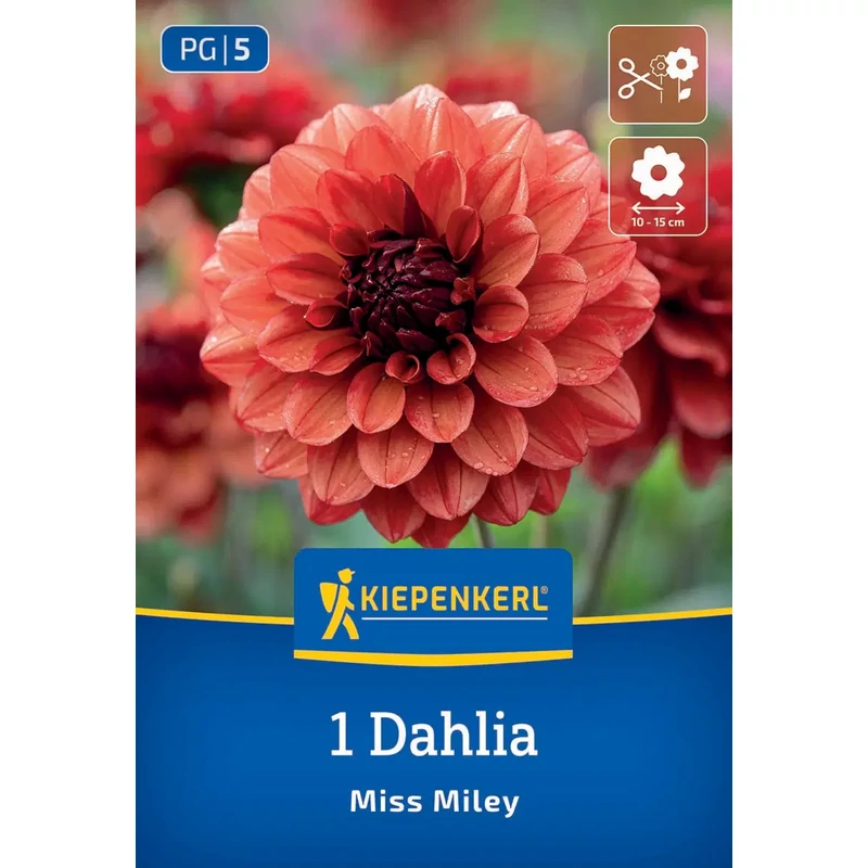 Kiepenkerl Miss Miley dekoratív dália gumó