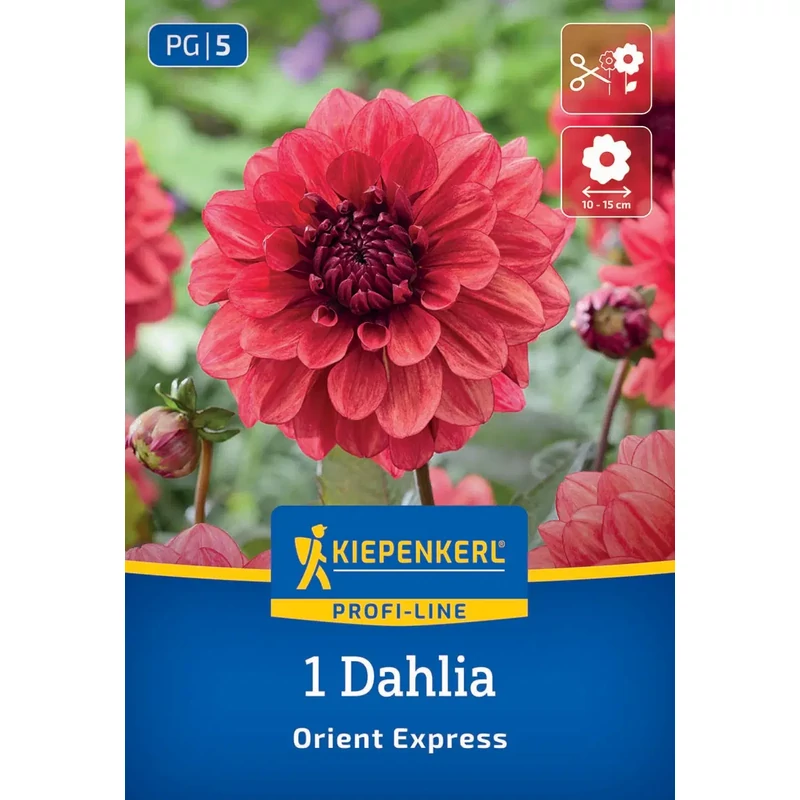 Kiepenkerl Orient Express dekoratív dália gumó