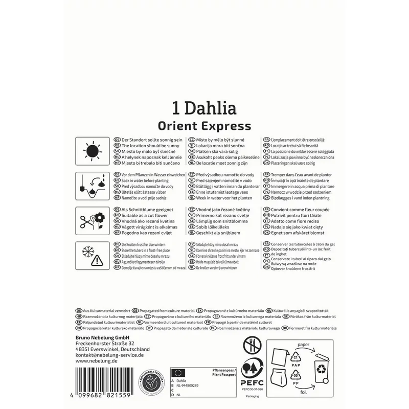 Kiepenkerl Orient Express dekoratív dália gumó