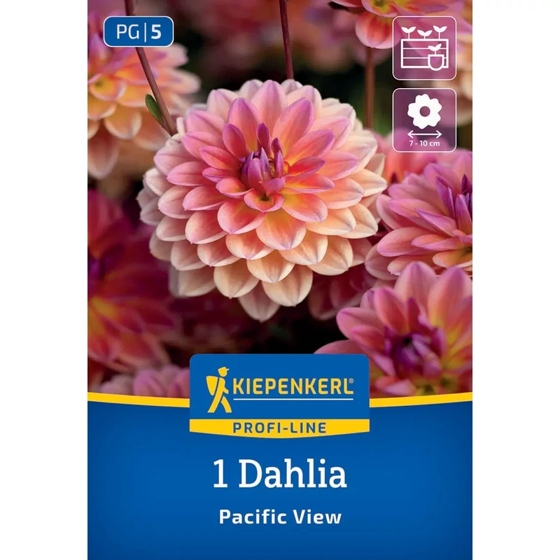 Kiepenkerl Pacific View dekoratív dália gumó