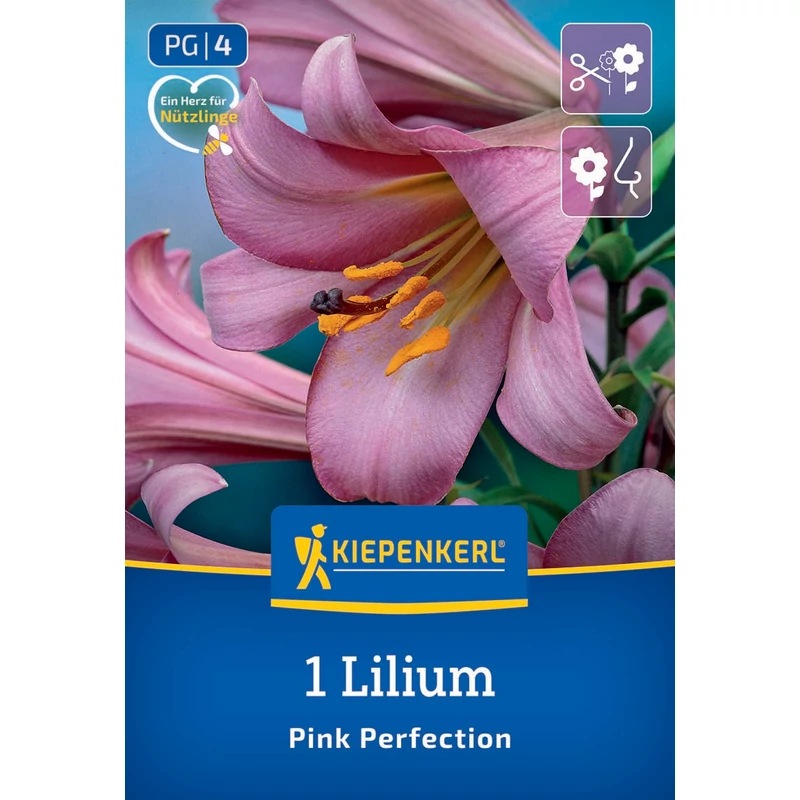 Pink Perfection liliom virághagyma