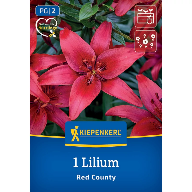 kiepenkerl red county ázsiai liliom virághagyma