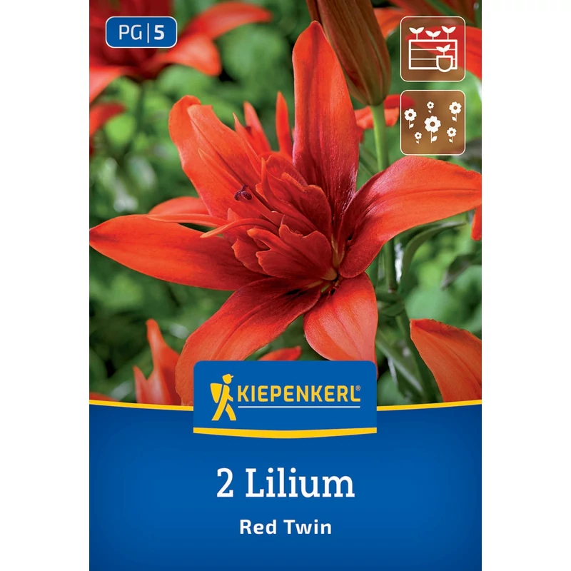 Red Twin liliom virághagyma