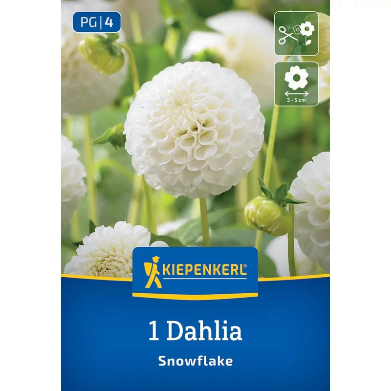 kiepenkerl snowflake pompon dália gumó