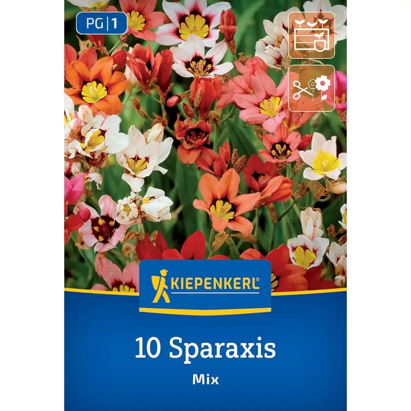 Kiepenkerl Sparaxis tricolor cigányvirág virághagyma