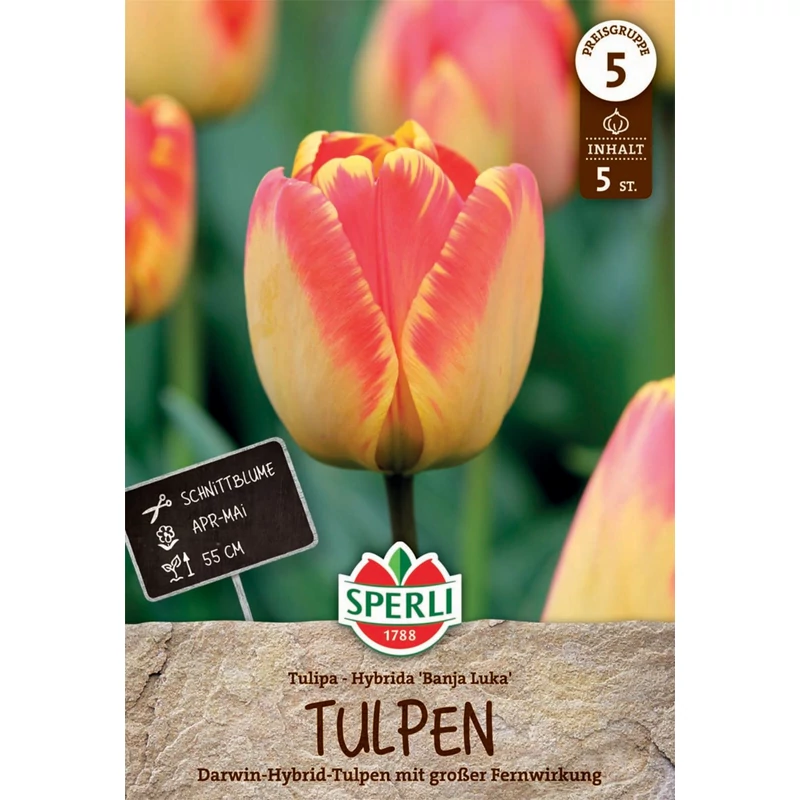 Sperli Banja Luka darwin-hibrid tulipán virághagyma