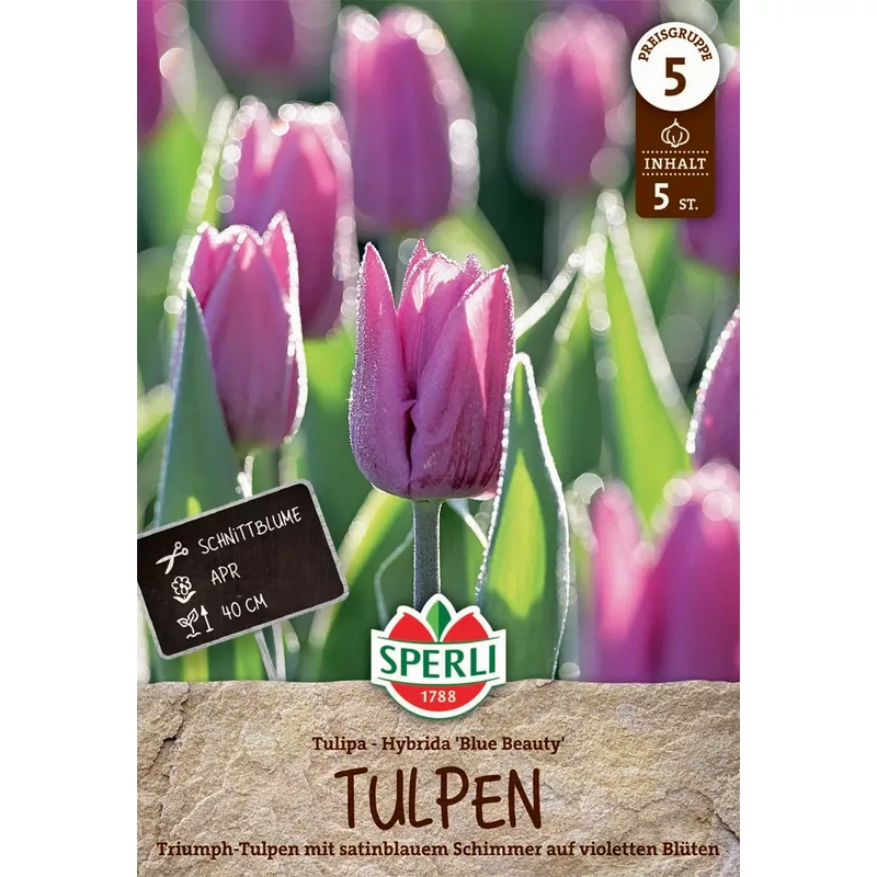 Sperli Triumph Blue Beauty tulipán virághagyma