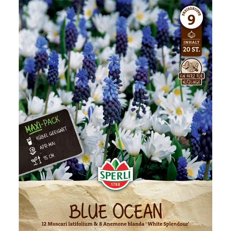 Sperli Blue Ocean gyöngyike/szellórózsa virághagyma Maxi Pack
