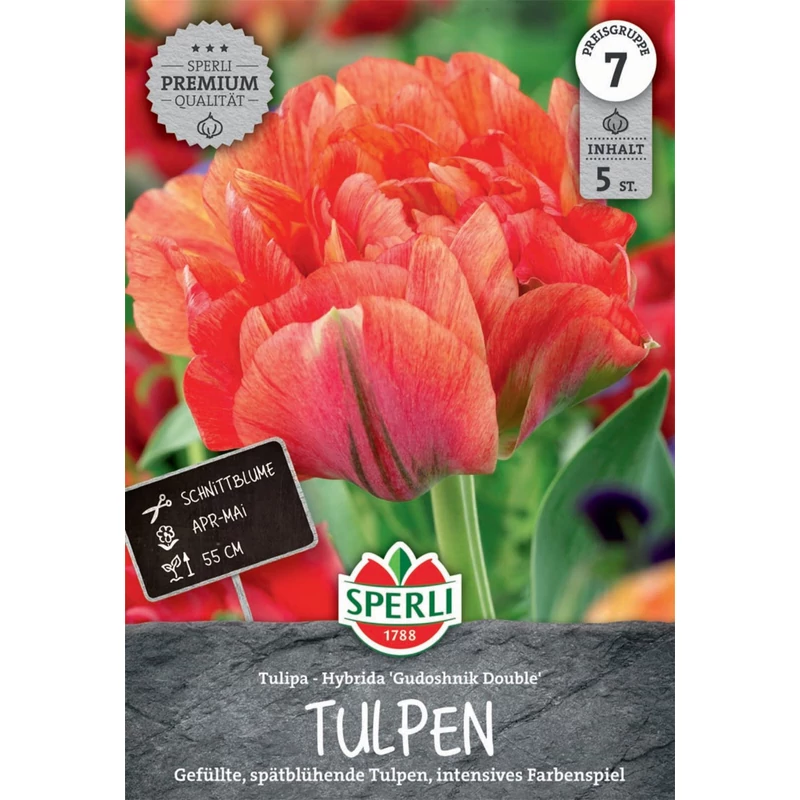 Sperli Gudoshnik Double kései teltvirágú tulipán virághagyma
