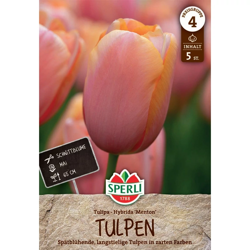  Sperli Menton kései tulipán virághagyma