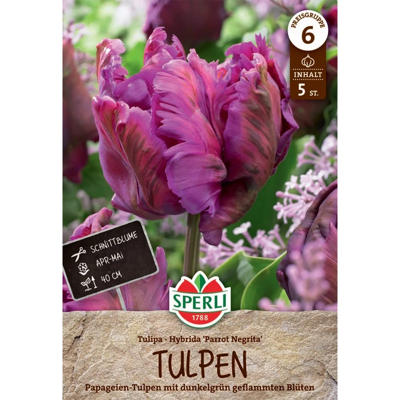 Sperli Premium Parrot Negrita papagájvirágú tulipán virághagyma