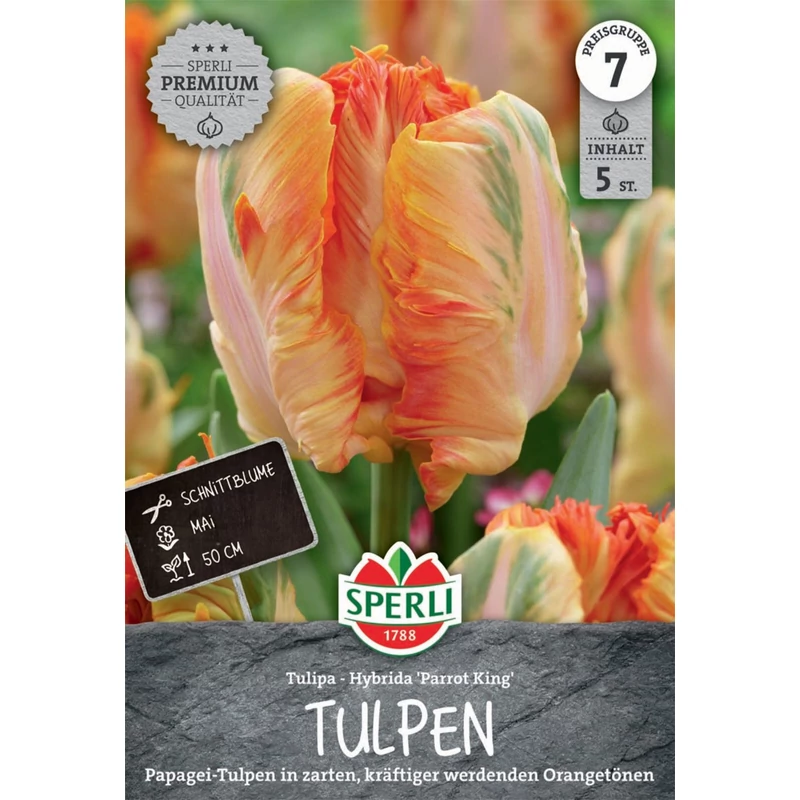 Parrot King kései papagájvirágú tulipán virághagyma