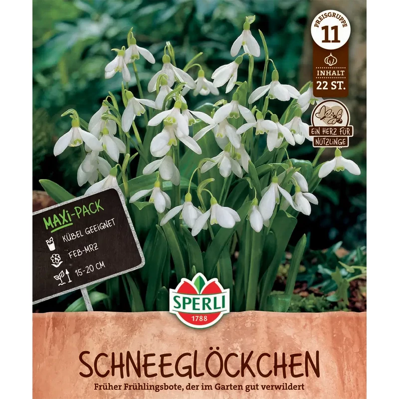 Sperli Schneeglöckhen hóvirág virághagyma Maxi Pack